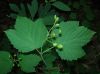 image of Viburnum acerifolium