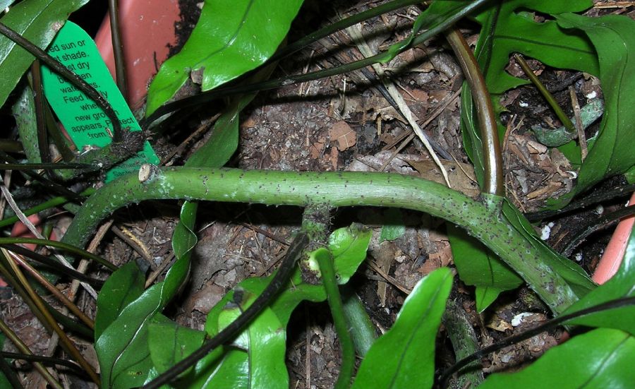 Polypodiaceae Microsorum diversifolium