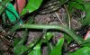 image of Microsorum diversifolium