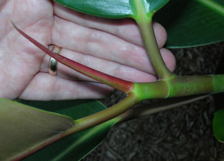 Moraceae Ficus elastica