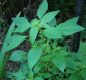 image of Acalypha rhomboidea