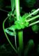 image of Acalypha rhomboidea
