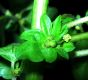 image of Acalypha rhomboidea