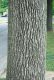 image of Fraxinus pennsylvanica