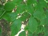 image of Cornus florida