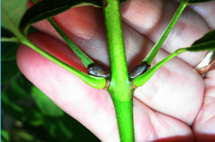 Hippocastanaceae Aesculus pavia