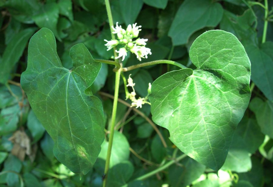 Apocynaceae Cynanchum laeve