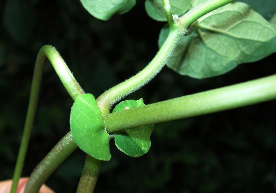 Apocynaceae Cynanchum laeve