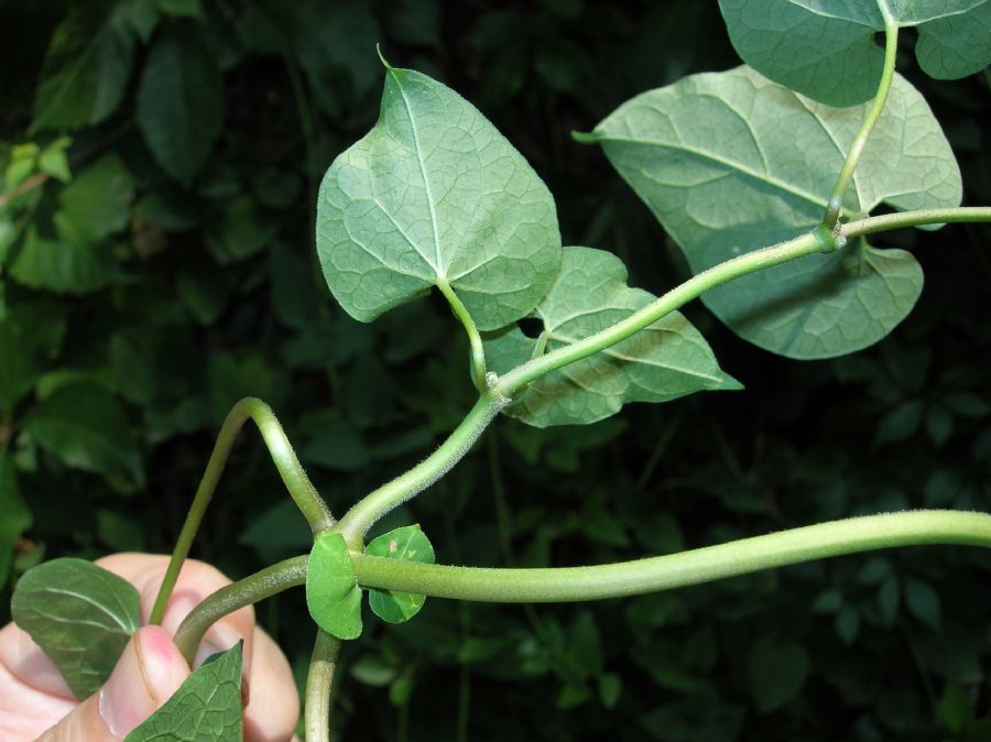 Apocynaceae Cynanchum laeve