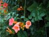 image of Campsis radicans