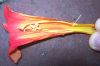 image of Campsis radicans