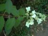 image of Hydrangea paniculata