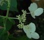 image of Hydrangea paniculata