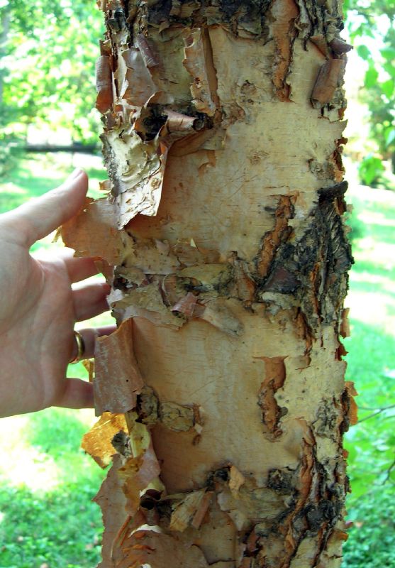 Betulaceae Betula nigra