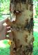 image of Betula nigra
