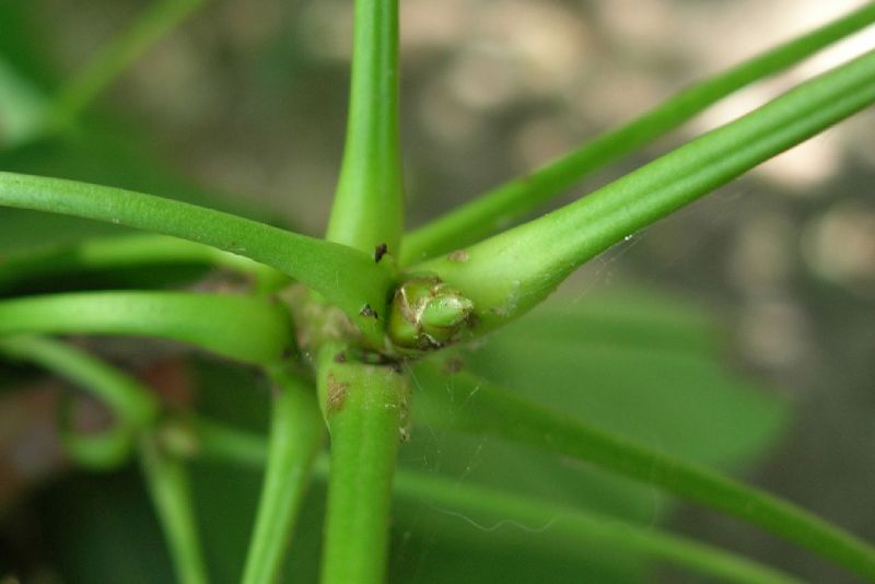 Altingiaceae Liquidambar styraciflua