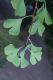image of Ginkgo biloba