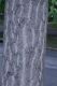 image of Ginkgo biloba