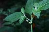 image of Solanum americanum