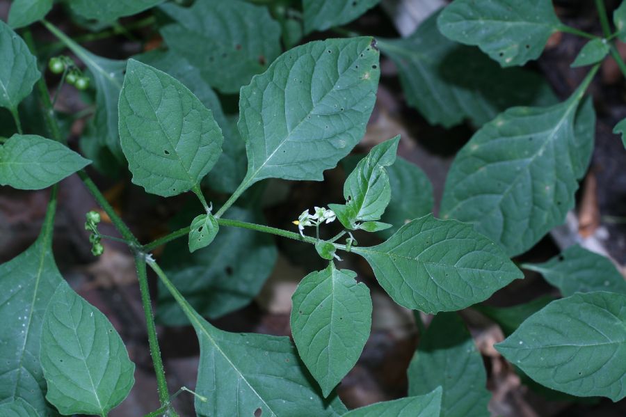 Solanaceae Solanum americanum