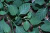 image of Solanum americanum