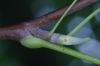 image of Liriodendron tulipifera