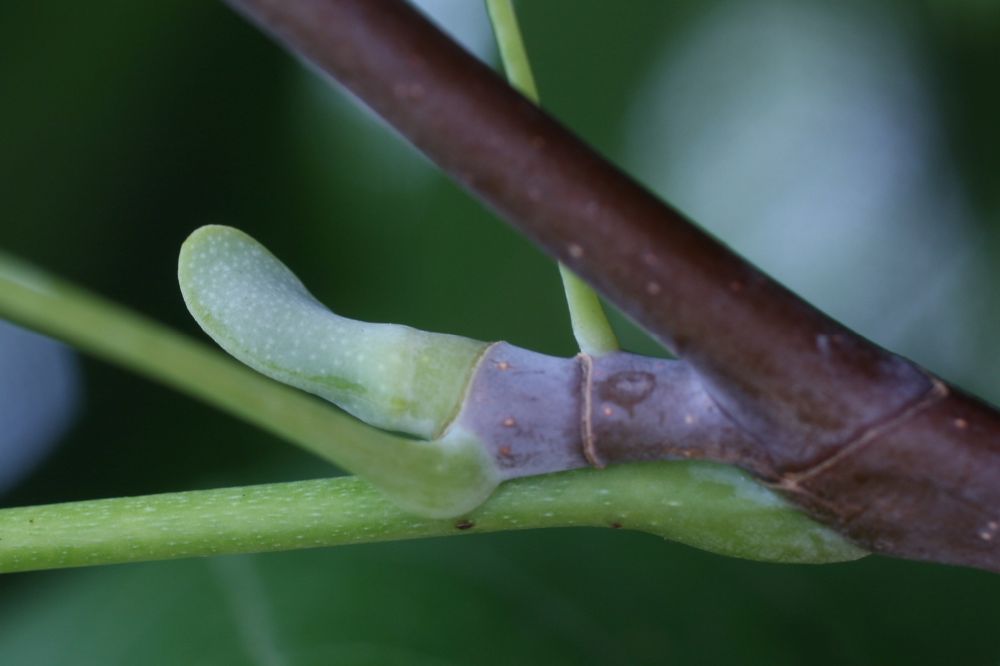 Magnoliaceae Liriodendron tulipifera