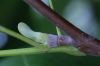 image of Liriodendron tulipifera