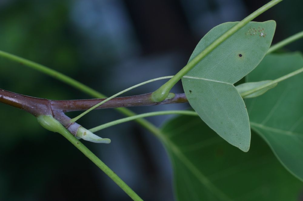Magnoliaceae Liriodendron tulipifera