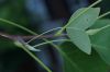 image of Liriodendron tulipifera