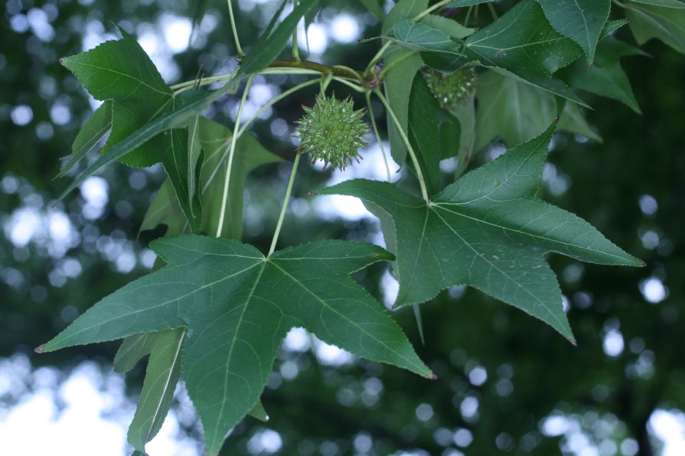 Altingiaceae Liquidambar styraciflua
