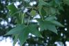 image of Liquidambar styraciflua