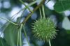 image of Liquidambar styraciflua