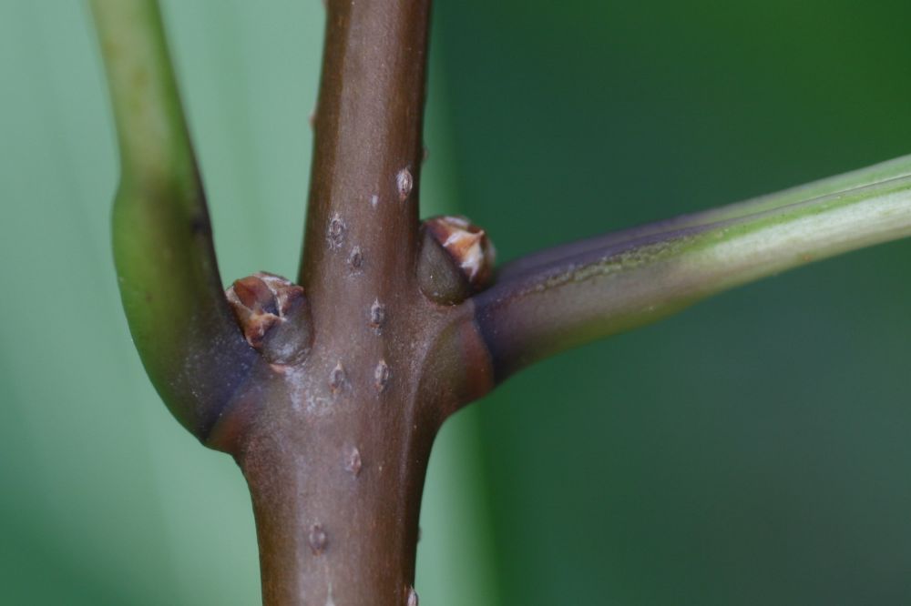 Oleaceae Chionanthus virginicus
