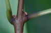 image of Chionanthus virginicus