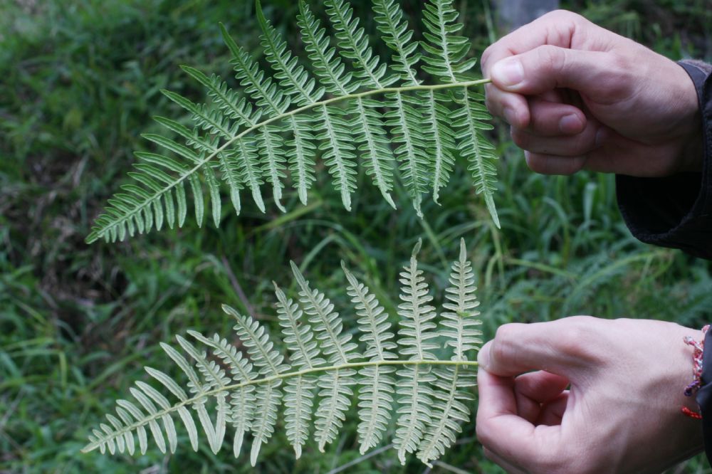 Dennstaedtiaceae Pteridium arachnoideum