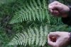 image of Pteridium arachnoideum