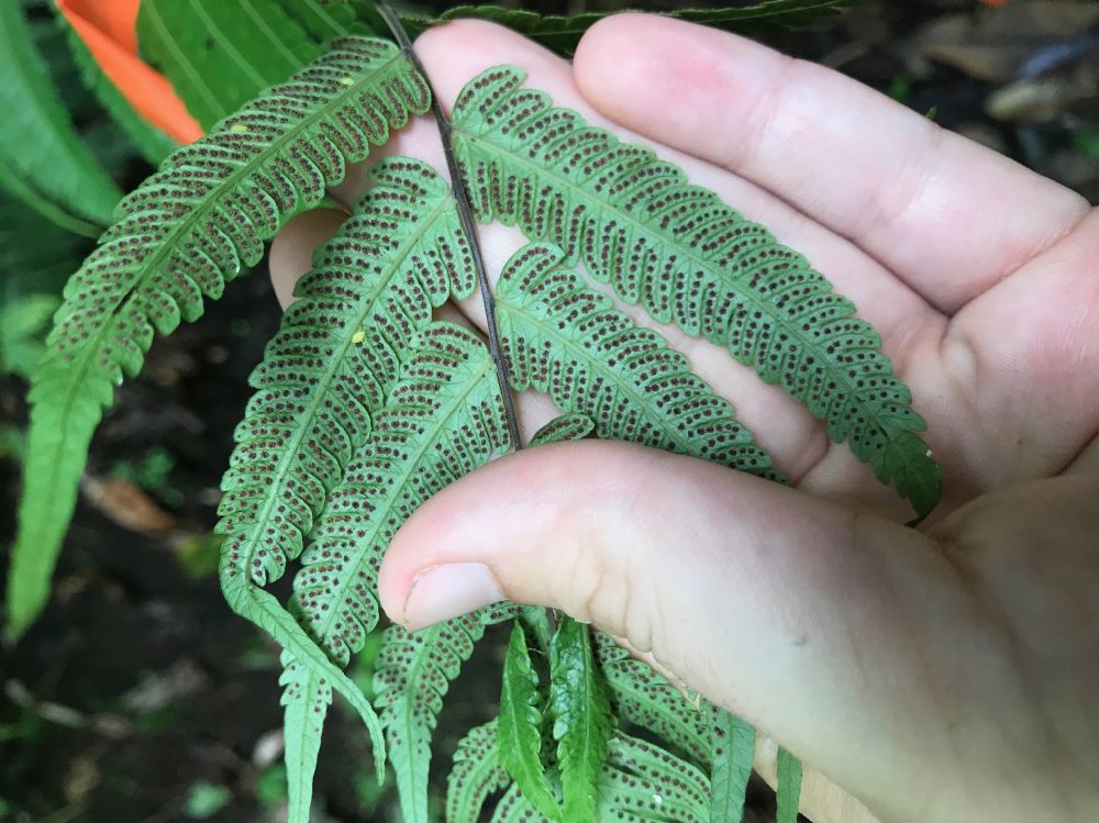 Thelypteridaceae Goniopteris 