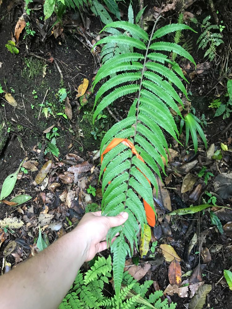 Thelypteridaceae Goniopteris 