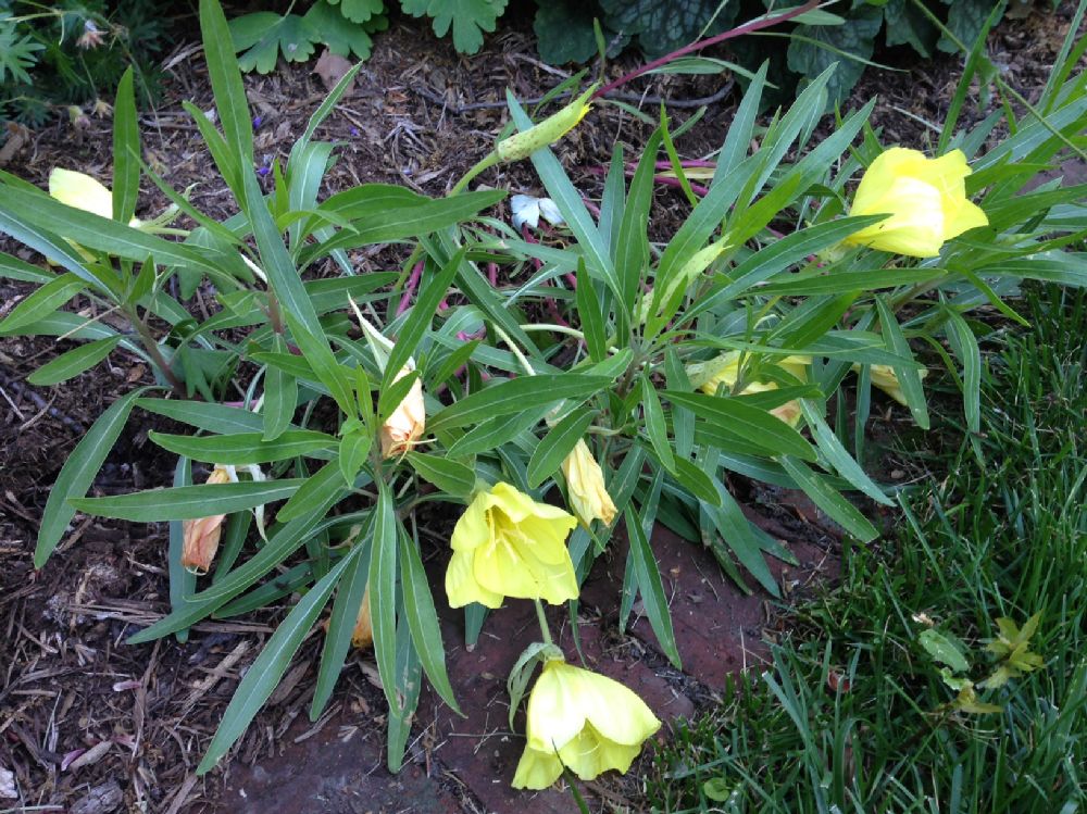 Onagraceae Oenothera macrocarpa