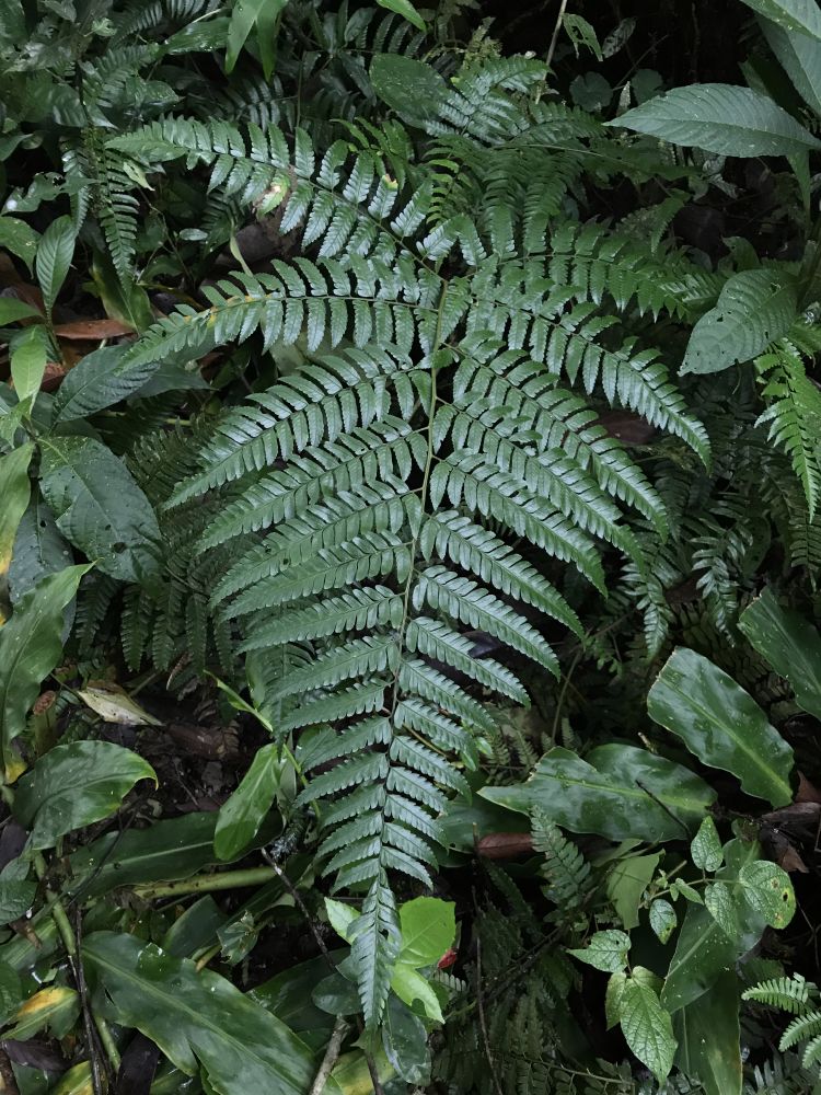 Dryopteridaceae Polybotrya osmundacea