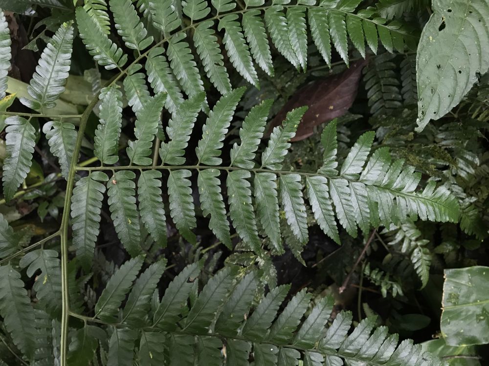 Dryopteridaceae Polybotrya osmundacea