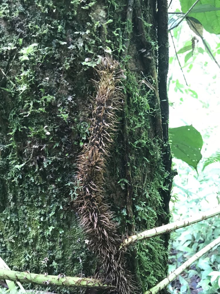 Dryopteridaceae Polybotrya osmundacea