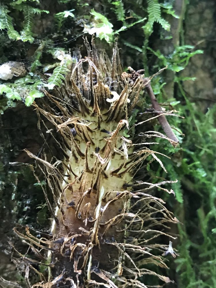 Dryopteridaceae Polybotrya osmundacea