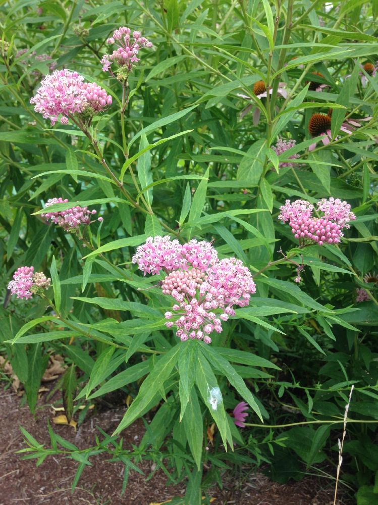 Apocynaceae Asclepias incarnata