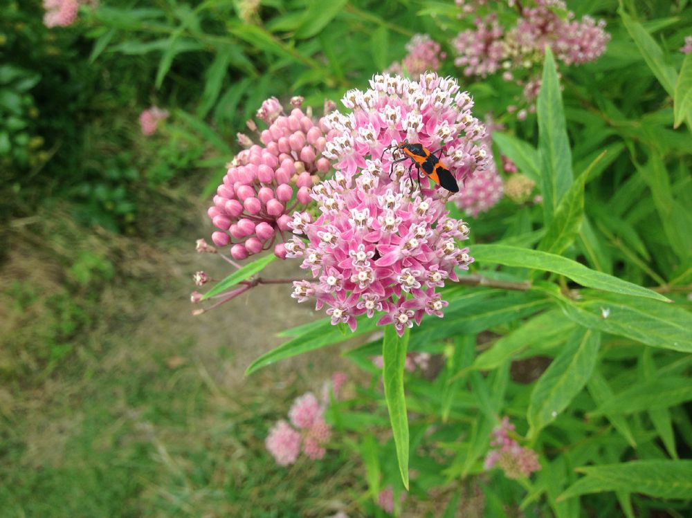 Apocynaceae Asclepias incarnata