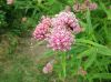 image of Asclepias incarnata