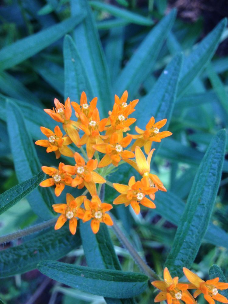Apocynaceae Asclepias tuberosa