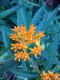 image of Asclepias tuberosa
