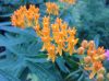 image of Asclepias tuberosa